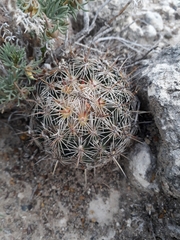 Coryphantha echinoidea
