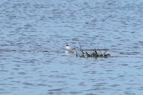 iNaturalist image