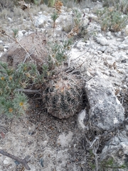 Coryphantha echinoidea