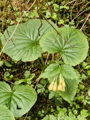 Symphytum cordatum, photograph (c) xulescu_g, some rights reserved (CC BY-SA)