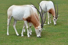 Scimitar-Horned Oryx photo 3