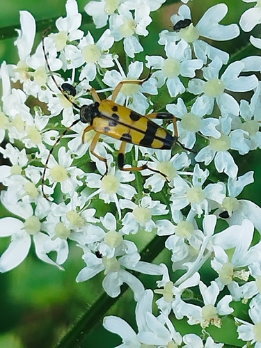 Spotted Longhorn Beetle