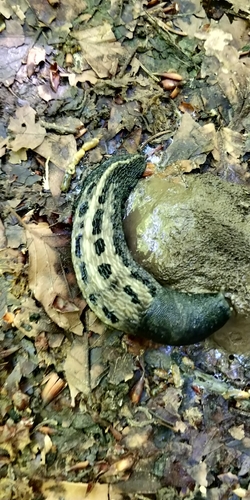 Ash-black Slug