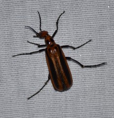 Pyrota tenuicostatis