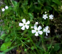 Samolus ebracteatus cuneatus