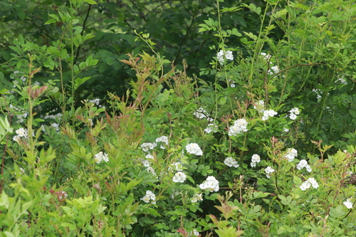multiflora rose