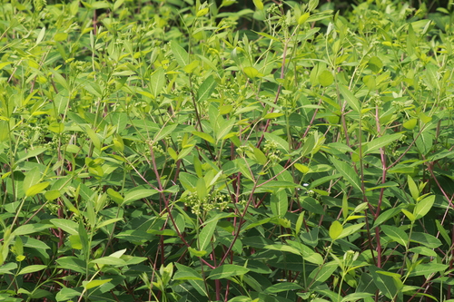 hemp dogbane