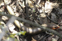 Plestiodon gilberti cancellosus