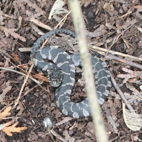 Northern Water Snake