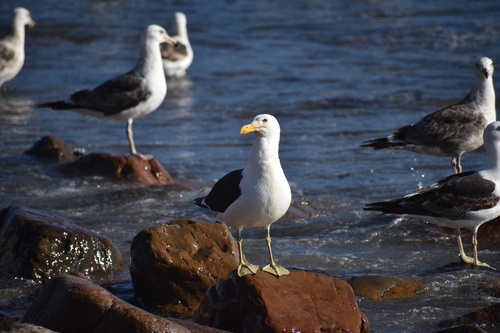 iNaturalist image