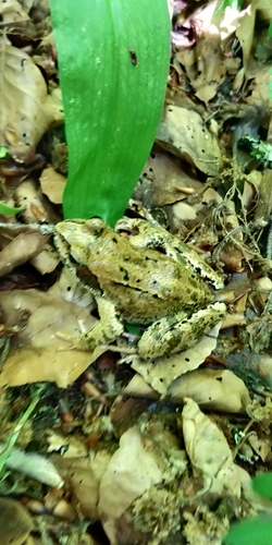 European Common Frog