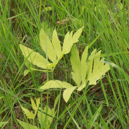 sensitive fern