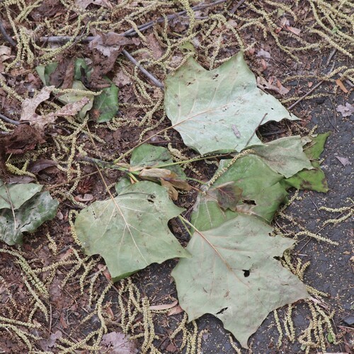 Tulip Tree
