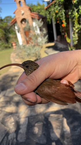 Red-billed Scythebill