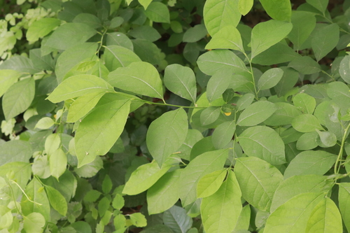 northern spicebush