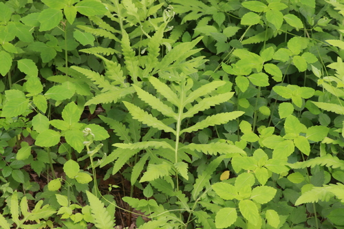 sensitive fern
