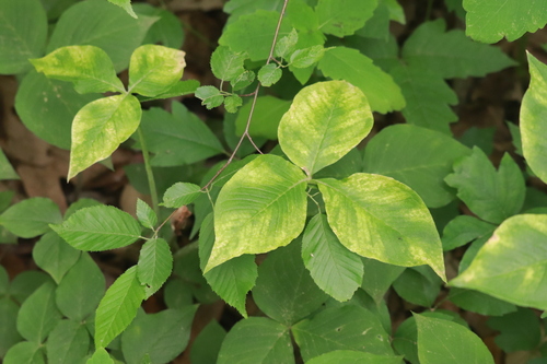 Jack-in-the-Pulpit
