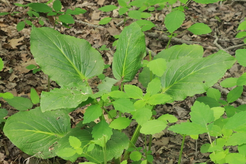 Eastern Skunk Cabbage