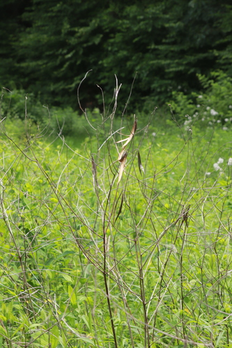 hemp dogbane