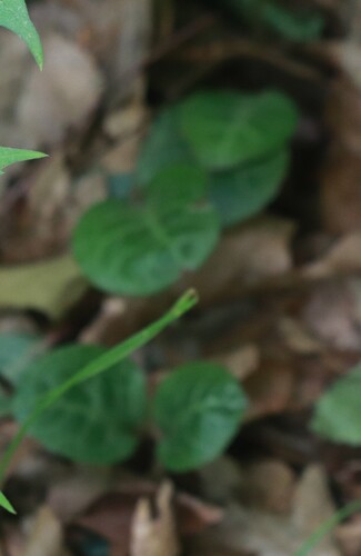 American wintergreen