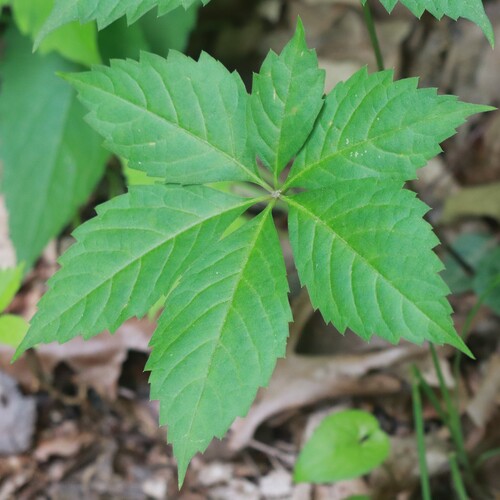 Virginia creeper