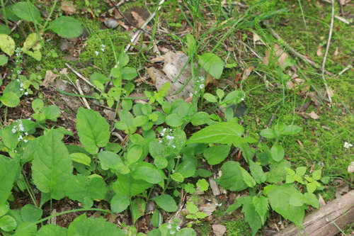 Heath Speedwell