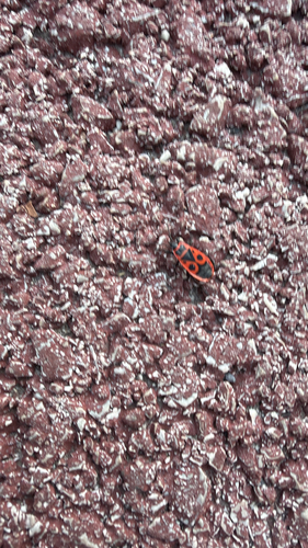 European Firebug