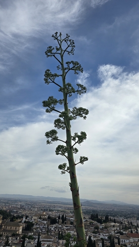 American century plant