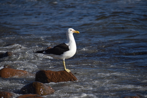iNaturalist image