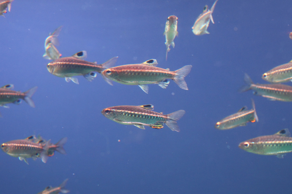 African red-eyed characin (Arnoldichthys spilopterus) — Alestidae