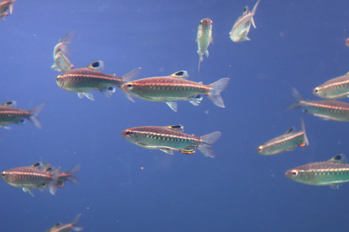 African red-eyed characin (Arnoldichthys spilopterus) — Alestidae