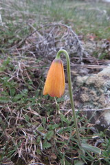 Fritillaria pudica