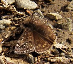 Erynnis juvenalis juvenalis