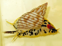 Nassarius glans