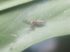 Indopadilla vimedaba