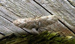 Eupithecia dodoneata