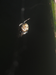 Parasteatoda cingulata