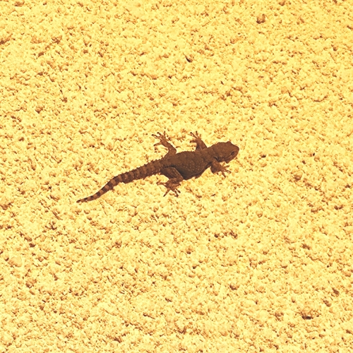 Kotschy's Gecko