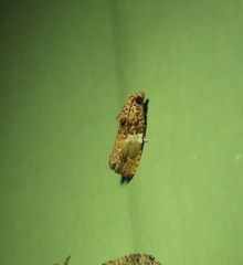 Ophiorrhabda phaeosigma