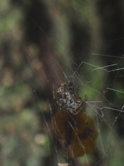 Parasteatoda cingulata