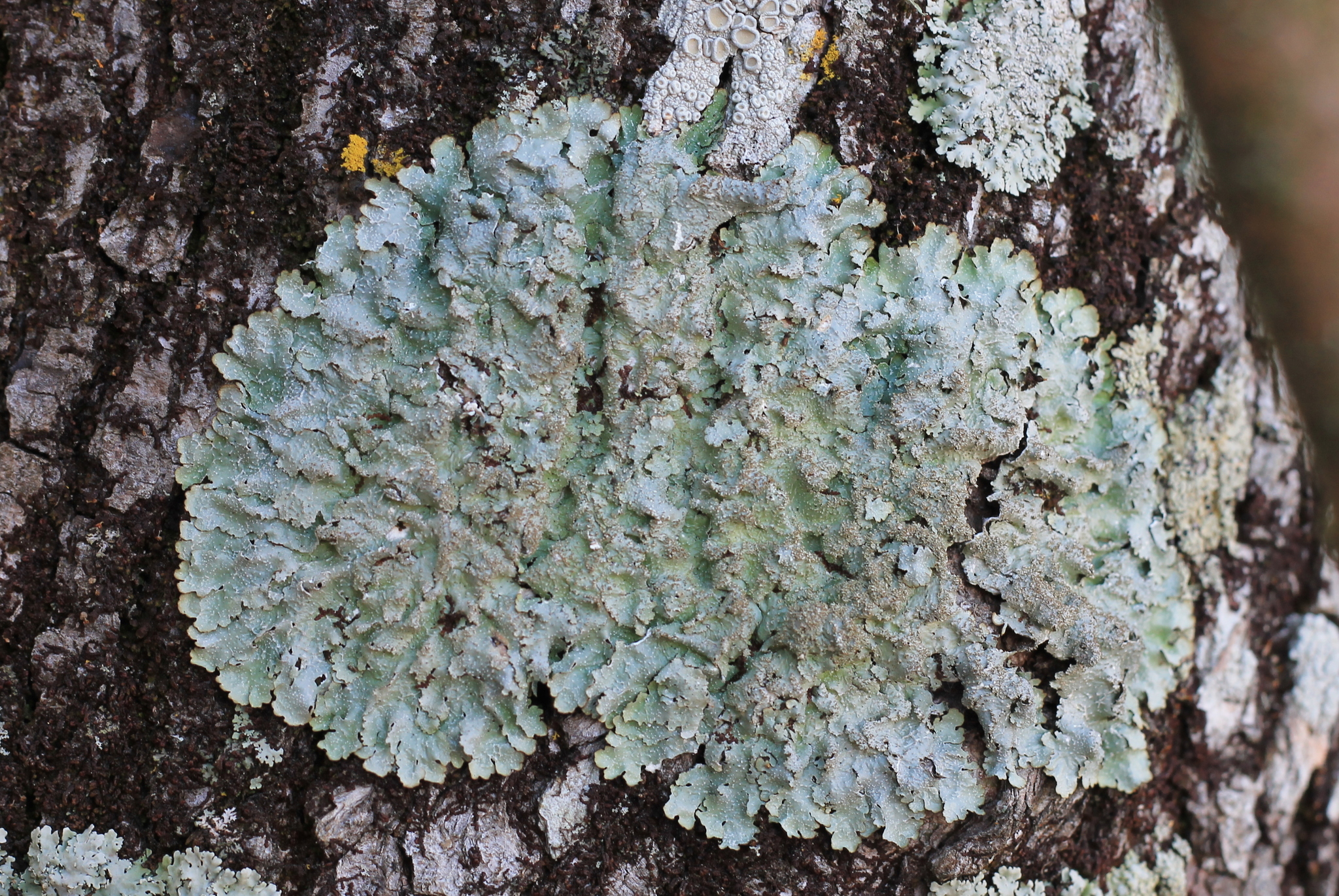 Punctelia subflava image