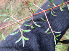 Coprosma propinqua propinqua