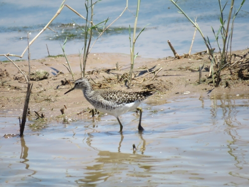 iNaturalist image
