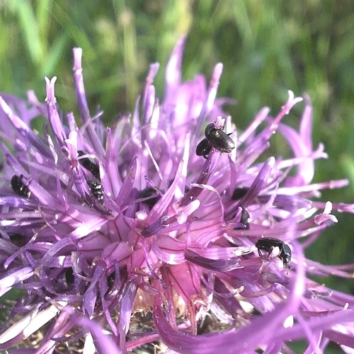 Common Pollen Beetle