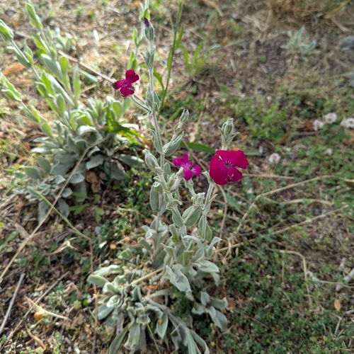 Rose campion
