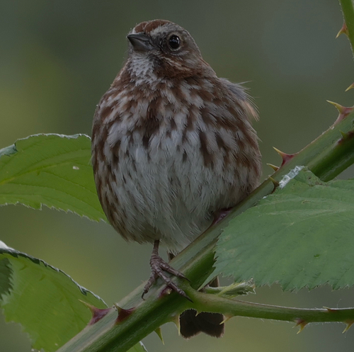 Song Sparrow photographed in Washington