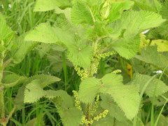 Urtica massaica