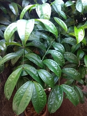 Myxopyrum smilacifolium
