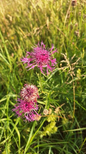 Greater Knapweed