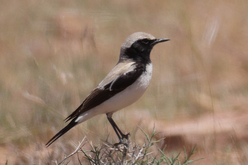 Desert Wheatear